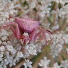 ARAÑA CANGREJO ROSA/Galicia