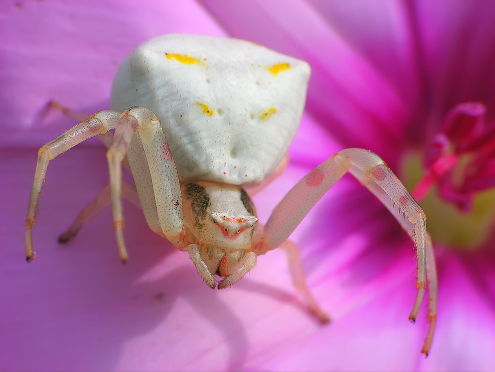 Araña Cangrejo (Thomisus onustus)