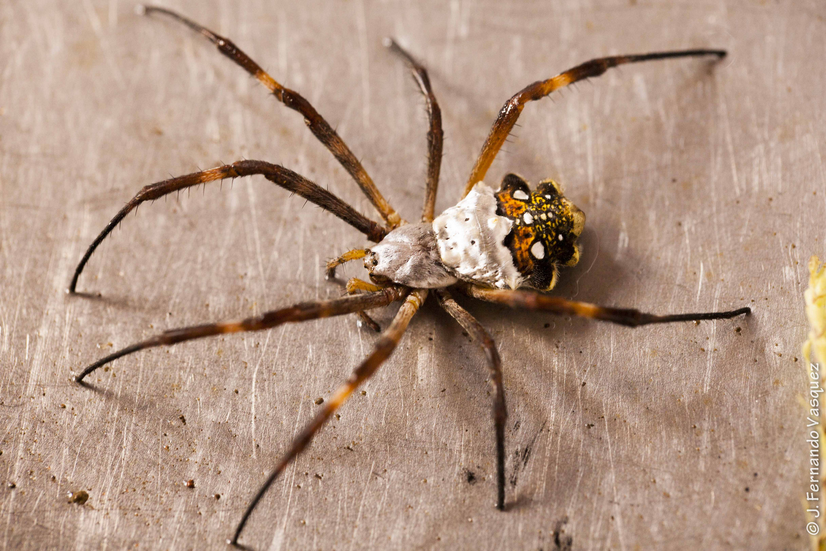 Araña con espalda plateada