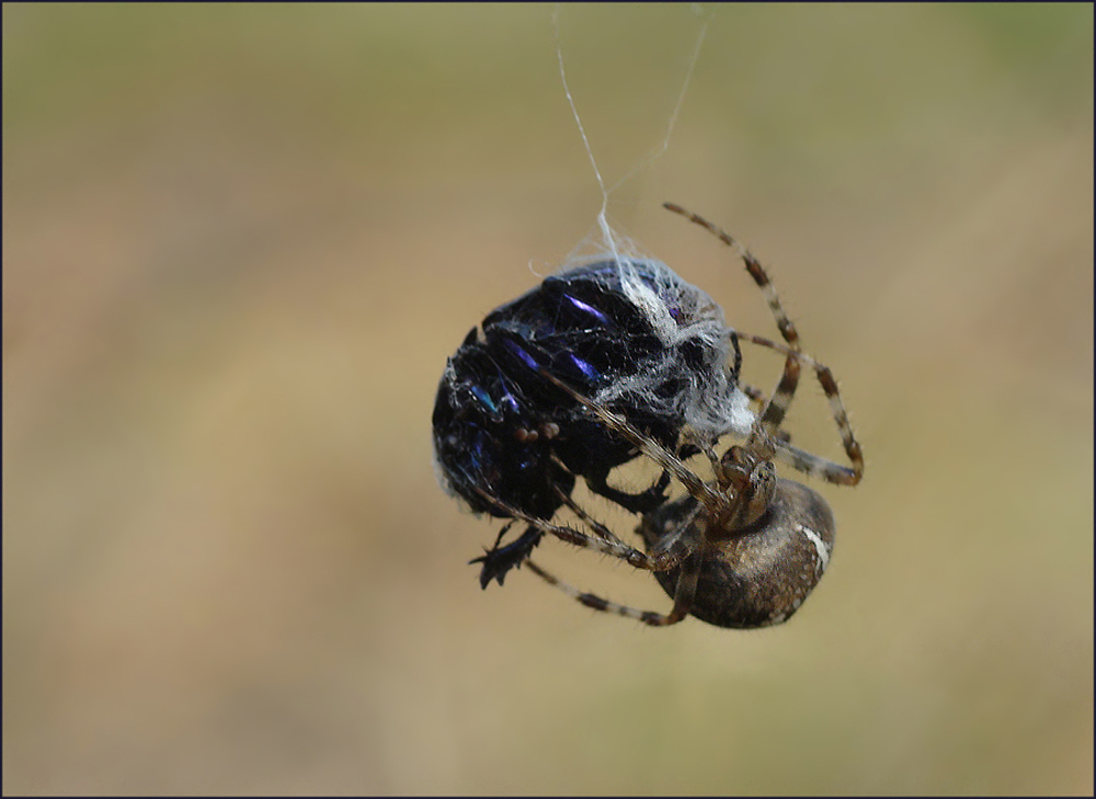 araña crucera