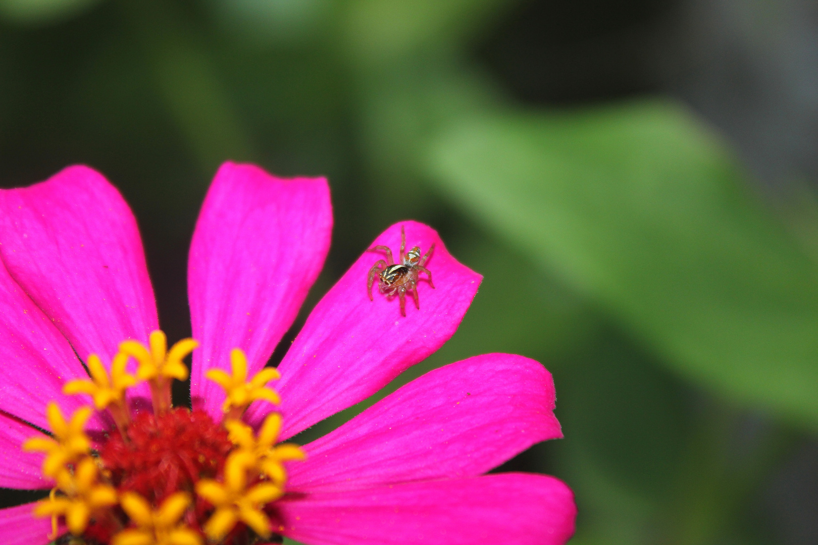 Araña curiosa