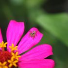 Araña curiosa