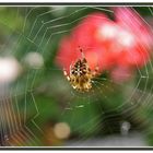 Araña de jardin o de cruz (Epeira diademata)