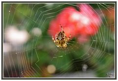 Araña de jardin o de cruz (Epeira diademata)