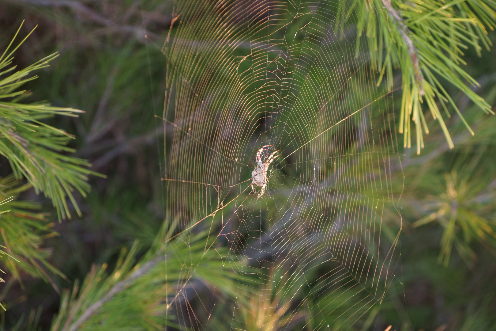 Araña de la cruz. Araneus Diadematus. European garden spider. 3