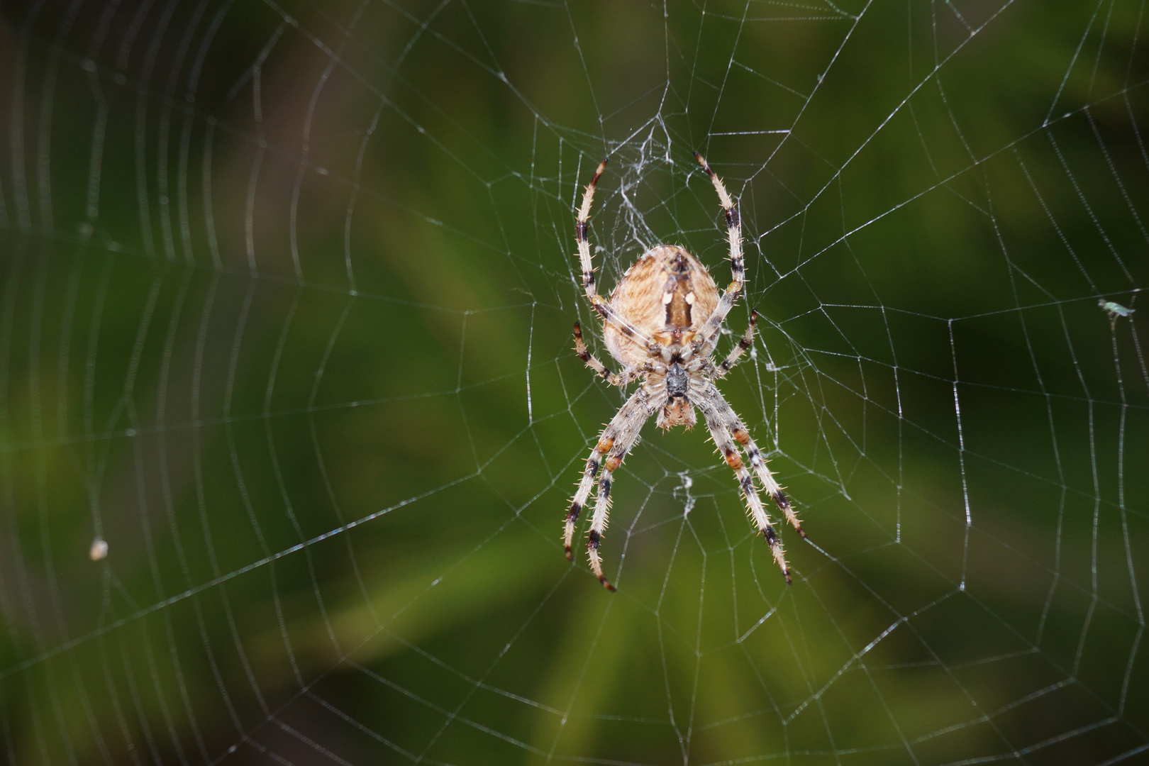 Araña de la cruz. Araneus Diadematus. European garden spider. 6