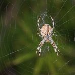 Araña de la cruz. Araneus Diadematus. European garden spider. 6