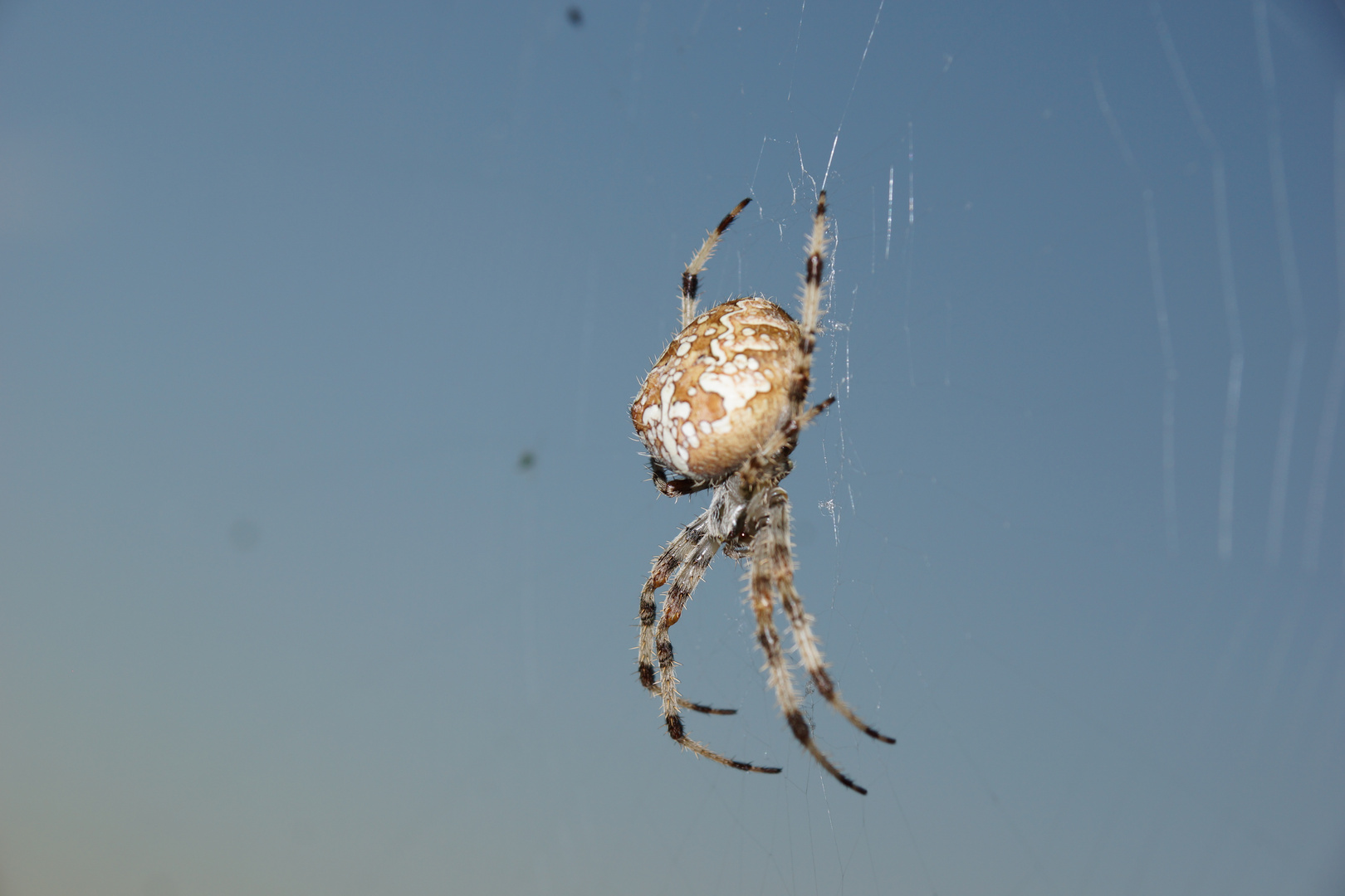 Araña de la cruz. Araneus Diadematus. European garden spider. 7