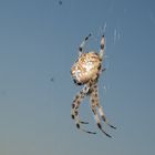 Araña de la cruz. Araneus Diadematus. European garden spider. 7