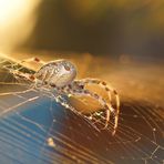 Araña de la cruz. Araneus Diadematus. European garden spider. Cross spider .Cross orbweaver.