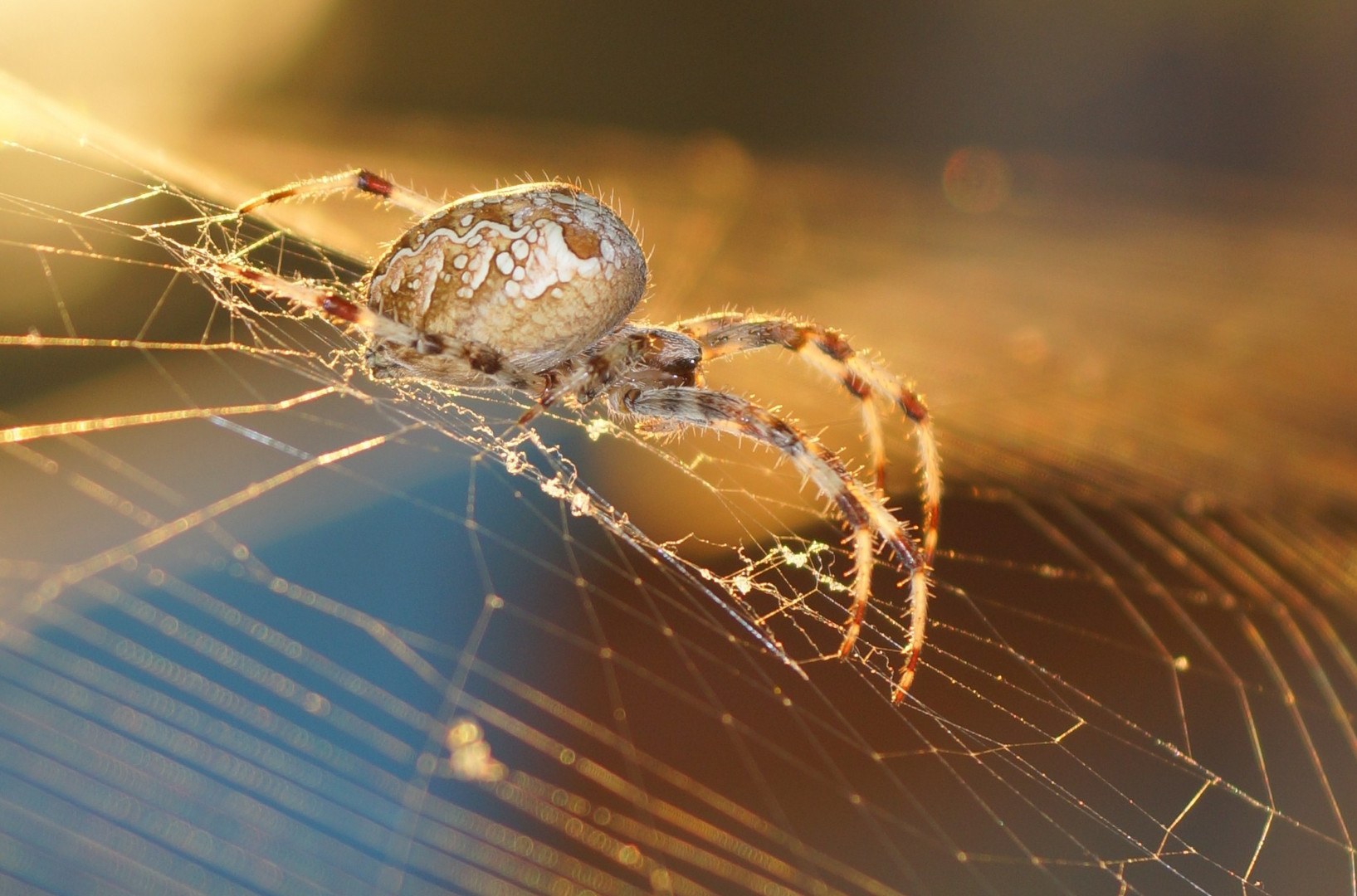 Araña de la cruz. Araneus Diadematus. European garden spider.