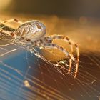 Araña de la cruz. Araneus Diadematus. European garden spider.