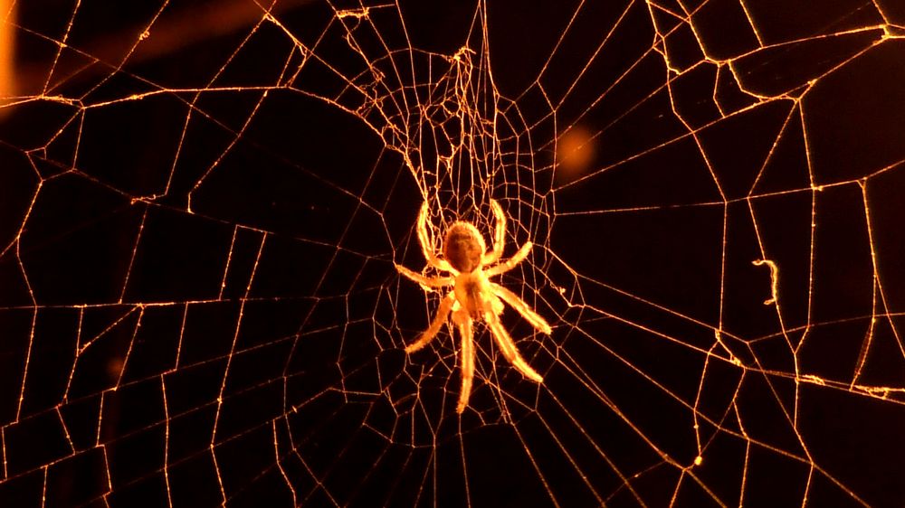 Araña de mi farol