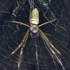 Araña de tela dorada (Nephila clavipes).