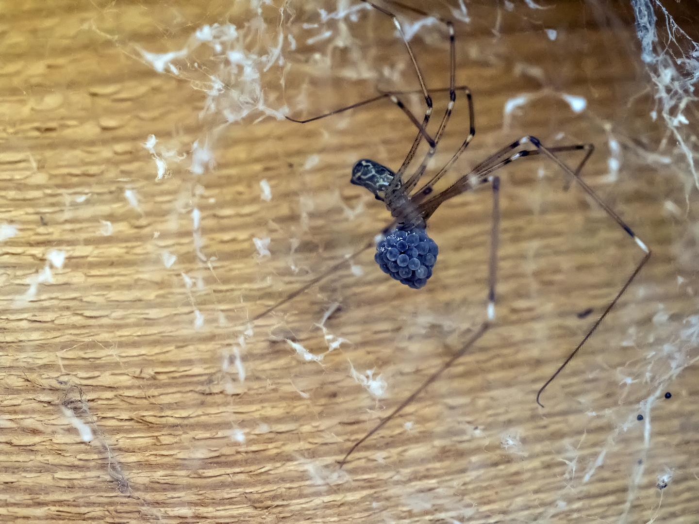 Araña del polvo con huevos