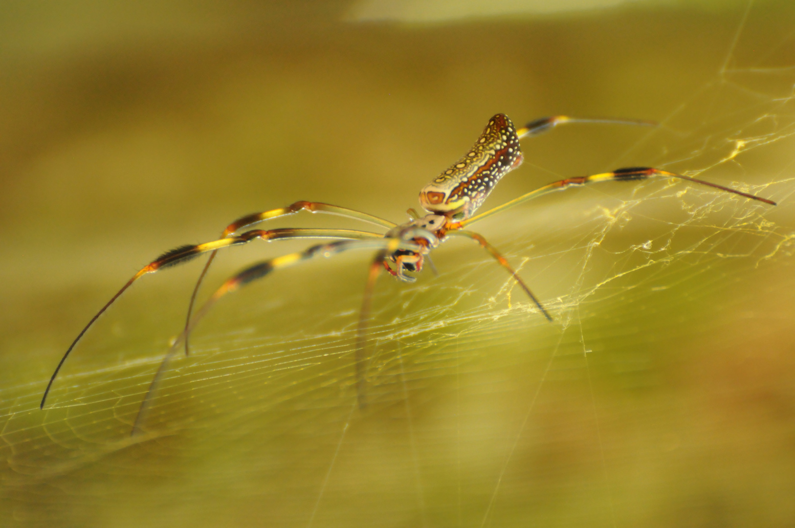 araña desconocida ~entlarvt als ~ goldene Seidenspinne