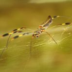 araña desconocida ~entlarvt als ~ goldene Seidenspinne