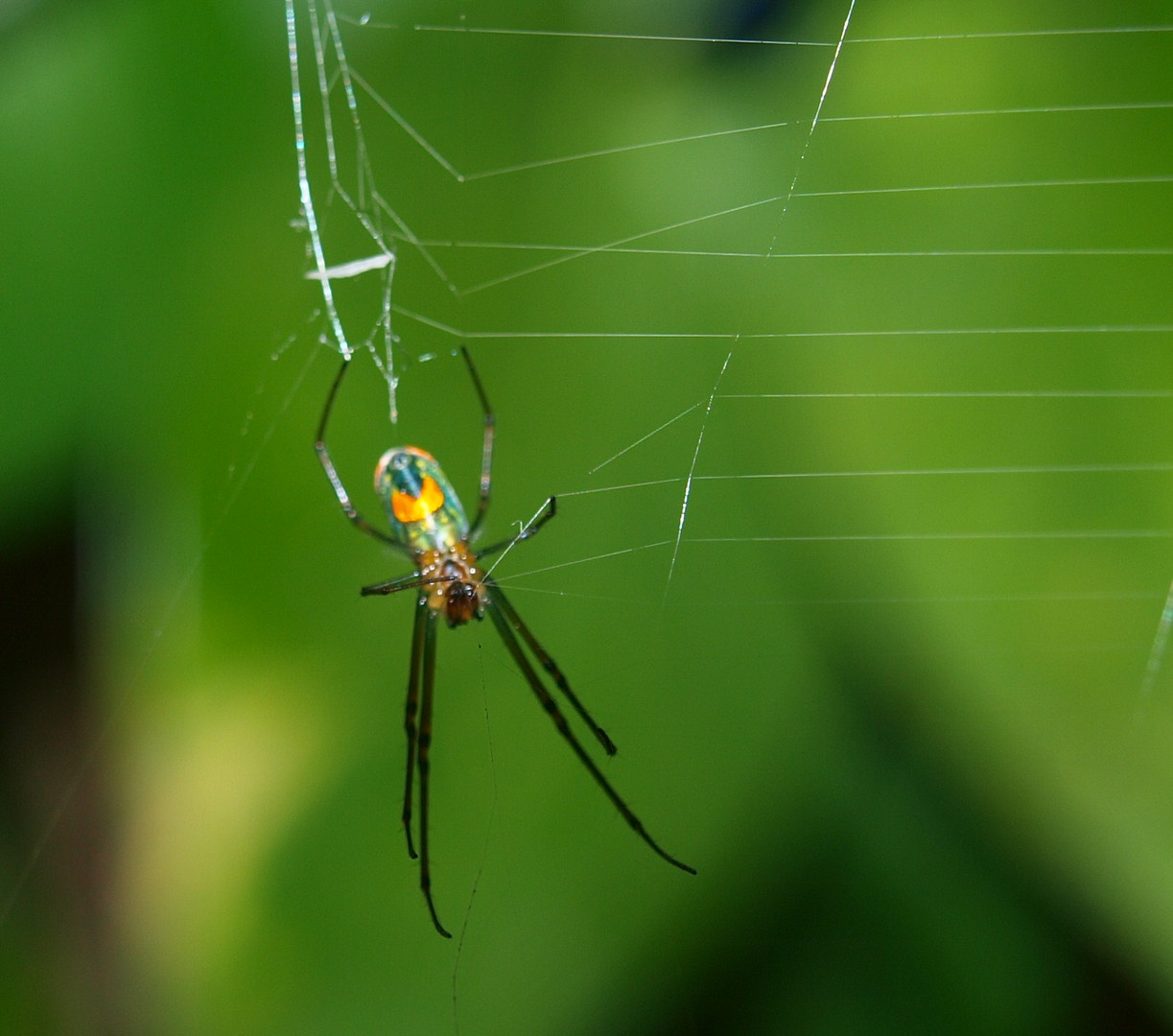 Araña......