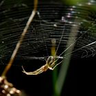 araña en espera