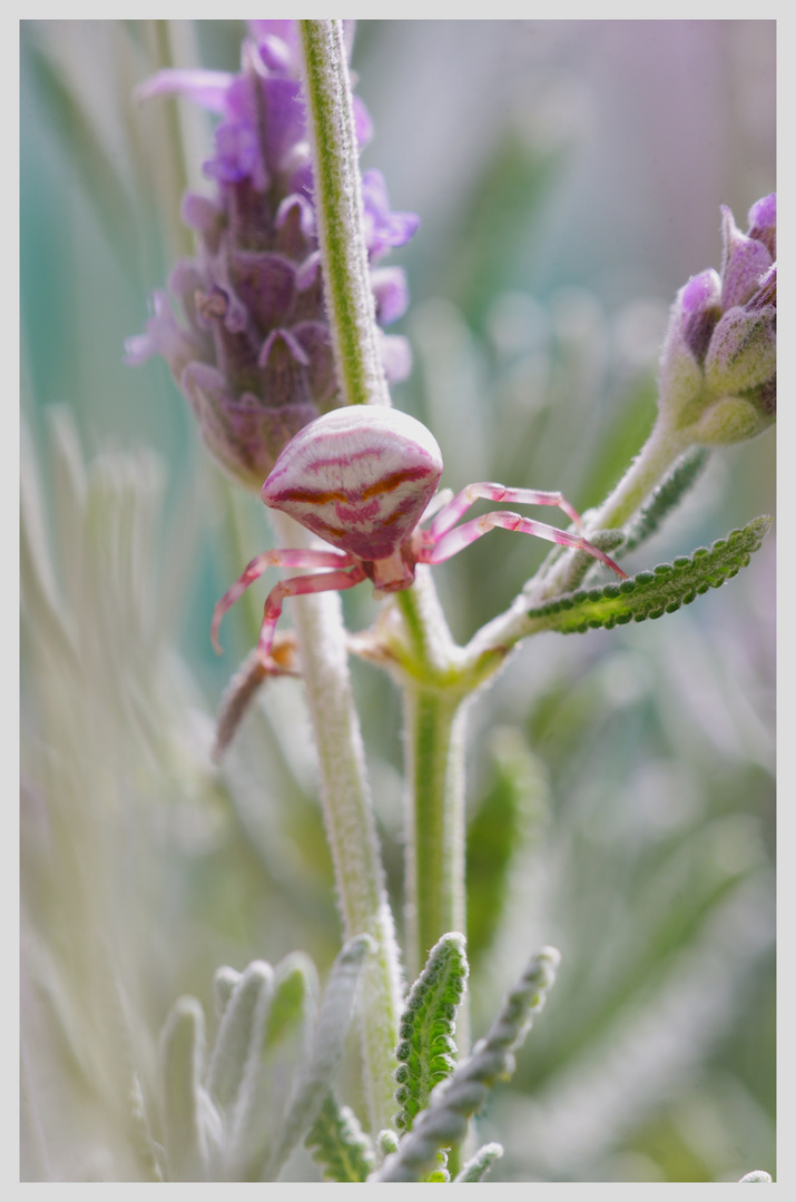 Araña en Lavanda