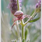 Araña en Lavanda