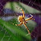 Araña en mi jardín