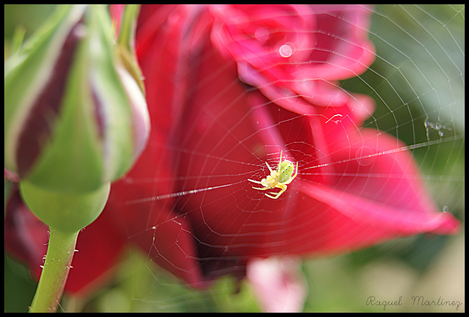 Araña en su casa.