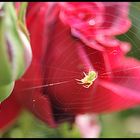 Araña en su casa.