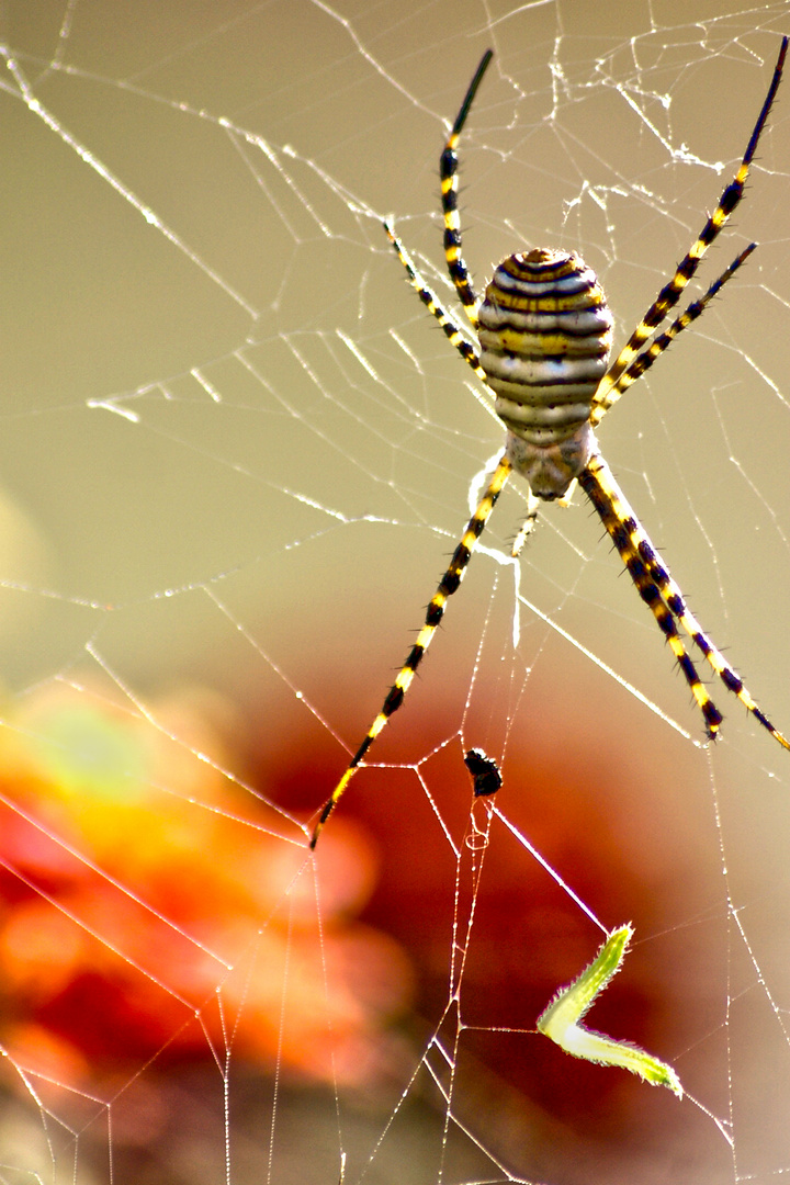 Araña en su salsa