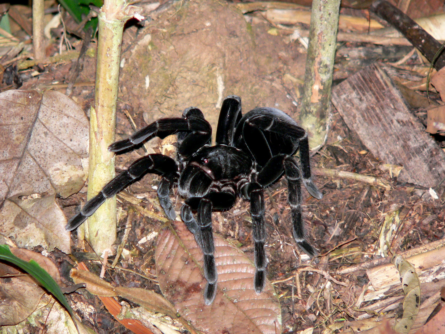 Araña en Tambopata, selva de Perú