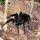 Araña en Tambopata, selva de Perú