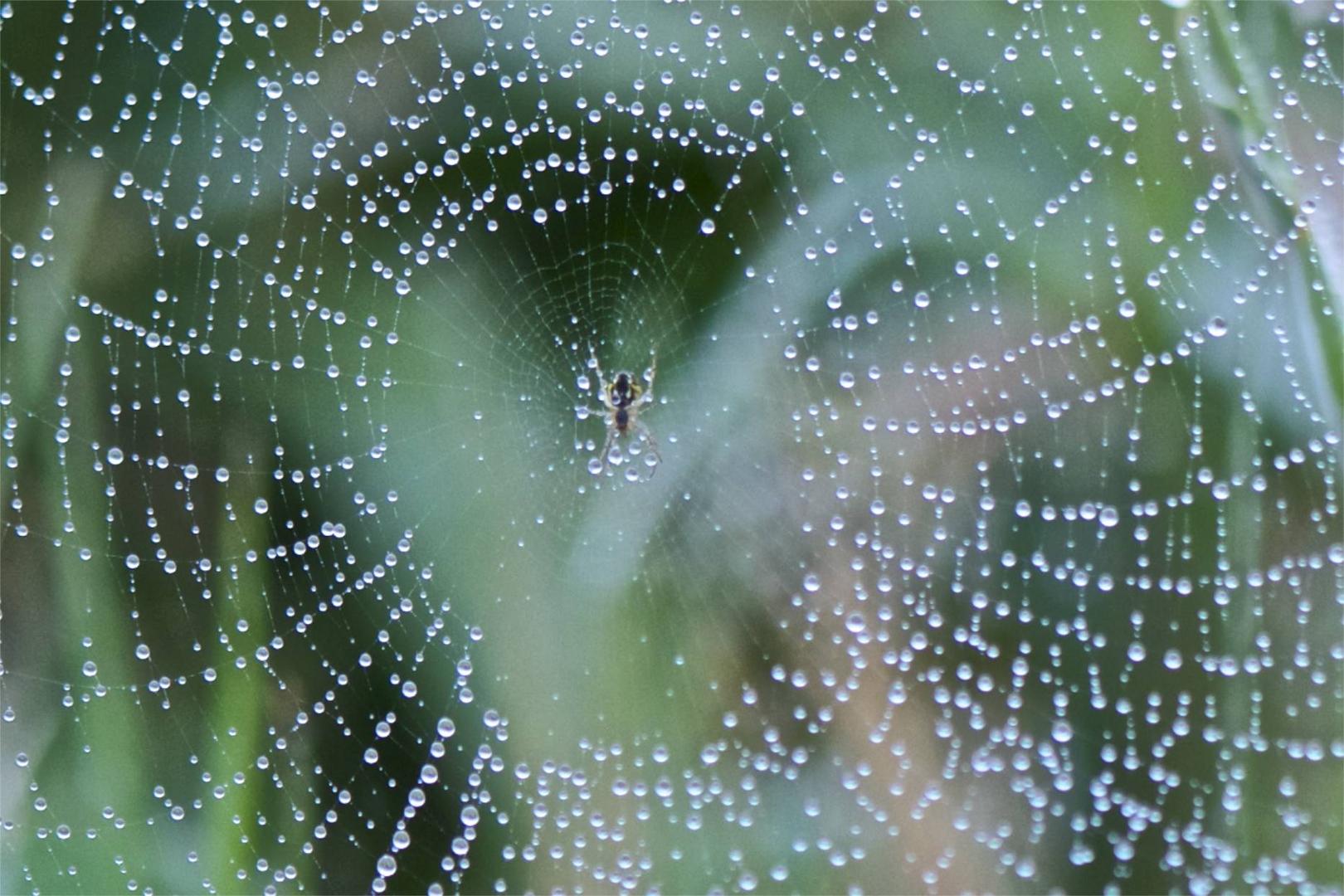 Araña en un dia de lluvia