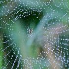 Araña en un dia de lluvia