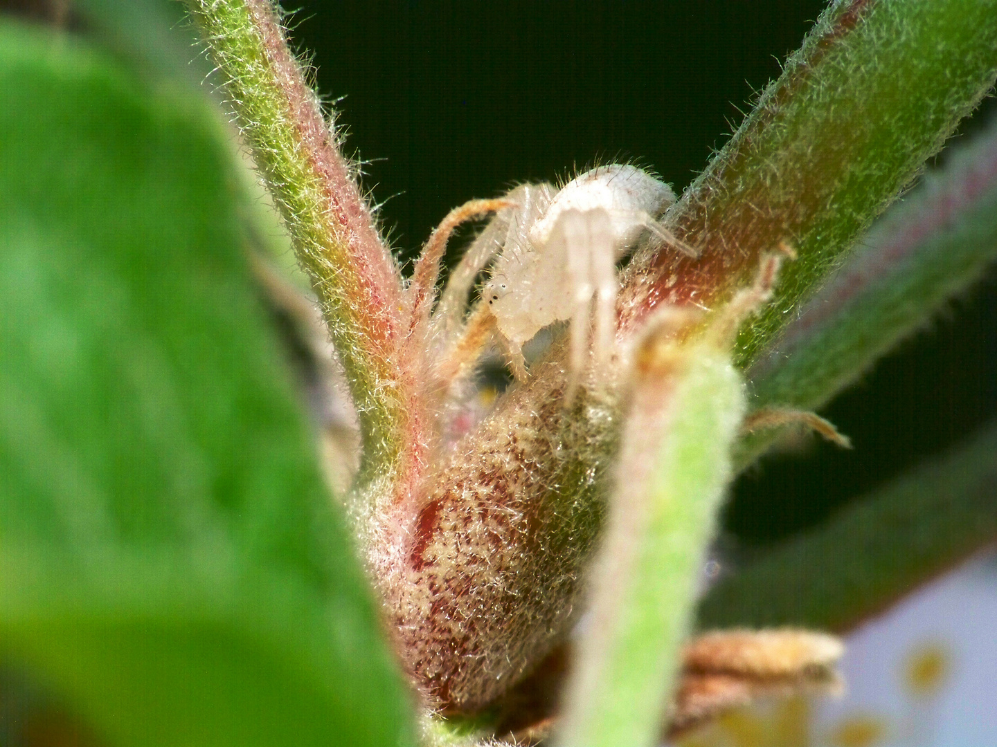 araña en un manzano 2