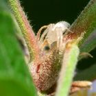 araña en un manzano 2