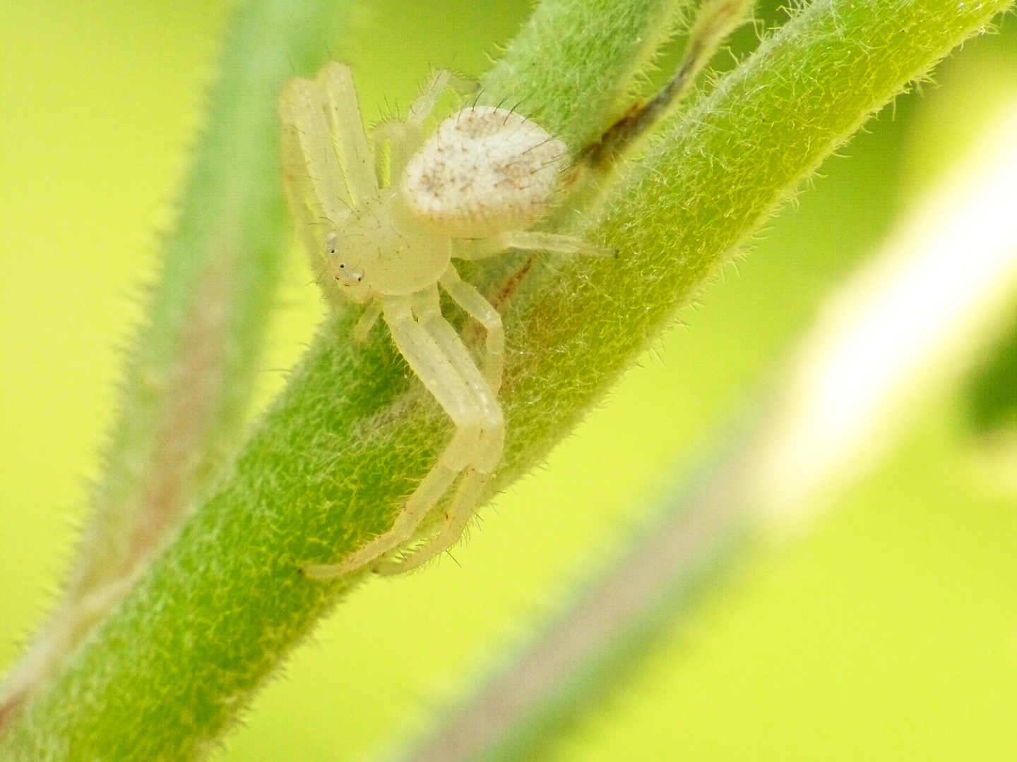 Araña en un manzano.