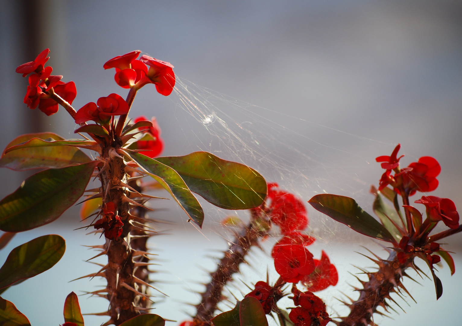 Araña entre espinas