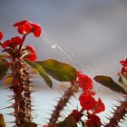 Araña entre espinas