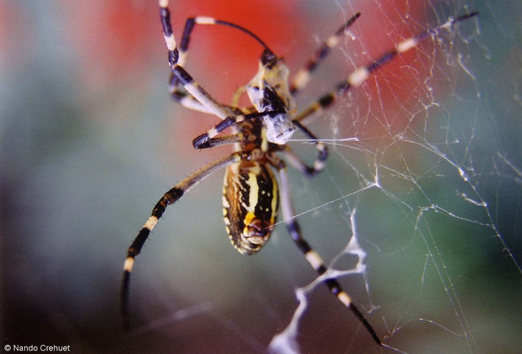 Araña envolviendo a una presa