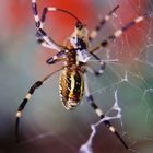 Araña envolviendo a una presa