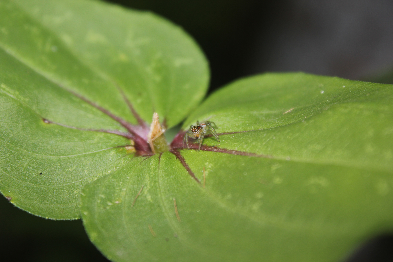 ARAÑA EXPLORADORA