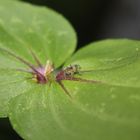 ARAÑA EXPLORADORA