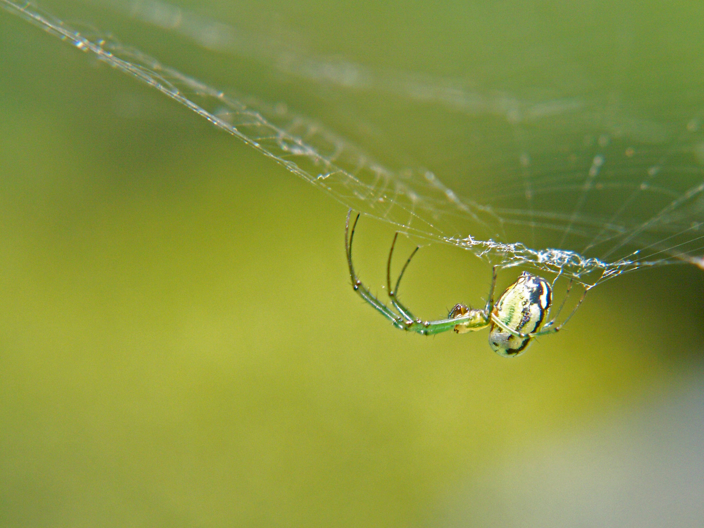 ARAÑA