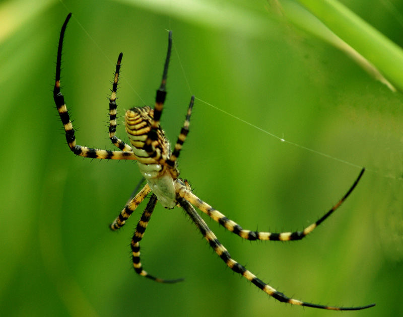 Araña