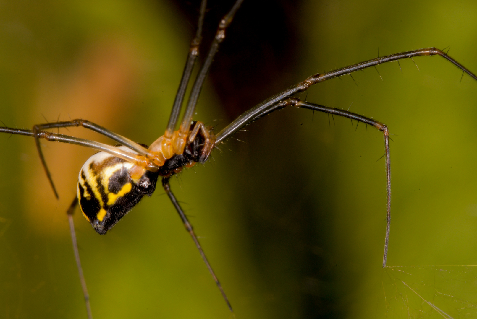 Araña