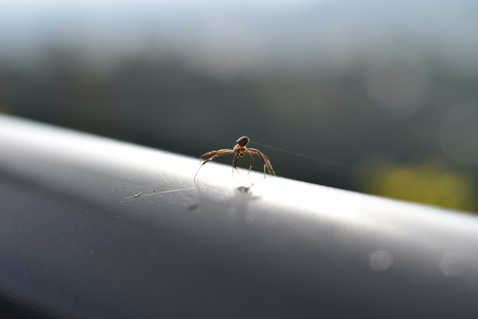 Araña fabricando tela.