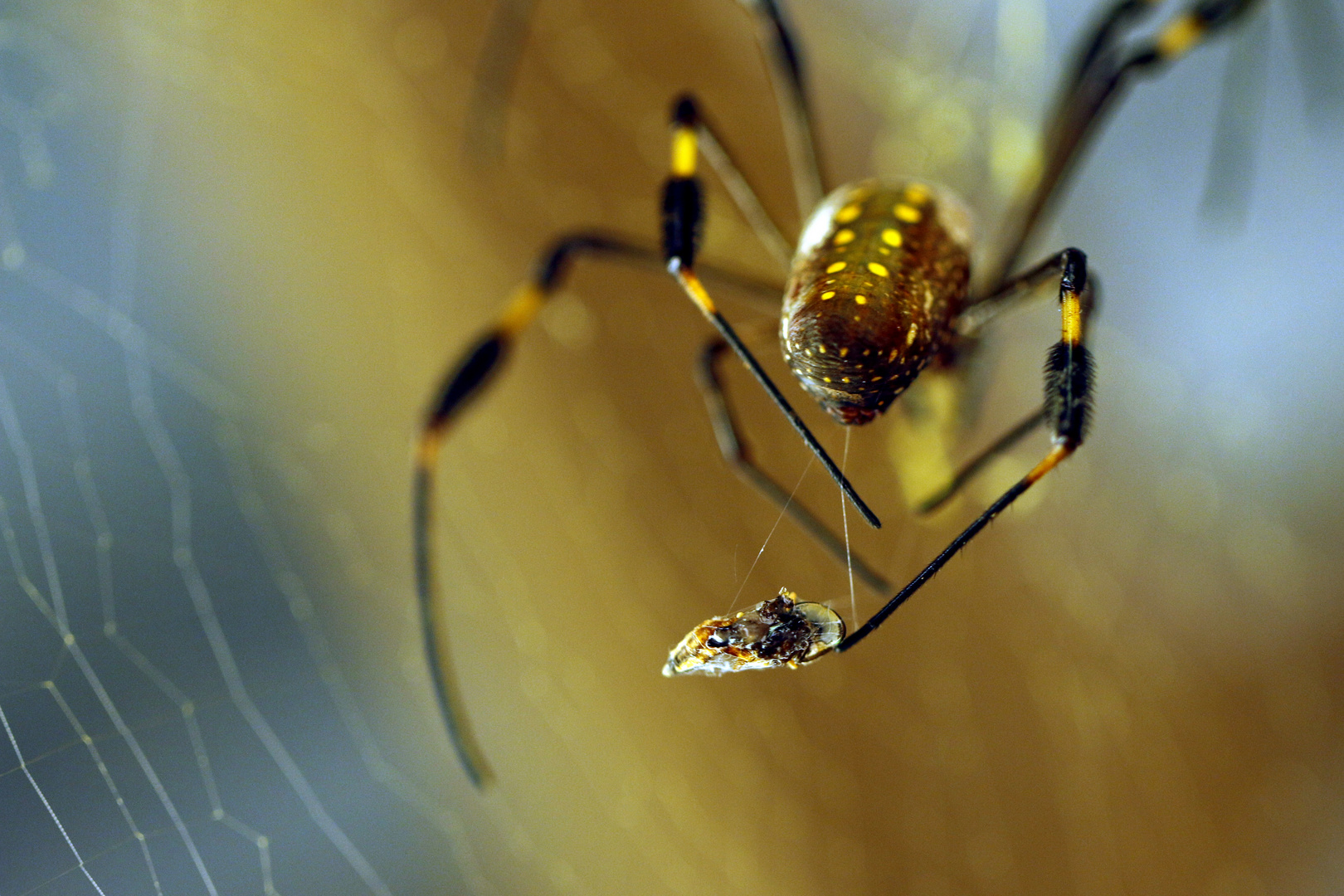 Araña hilando