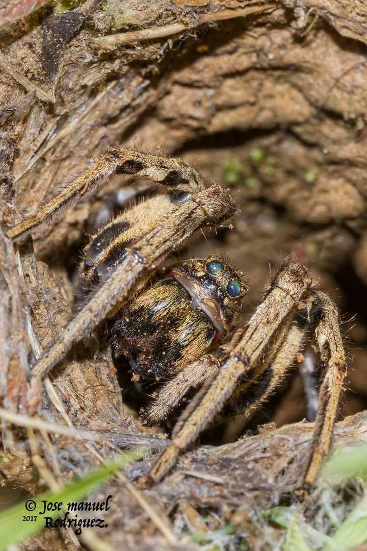 ARAÑA LOBO. 