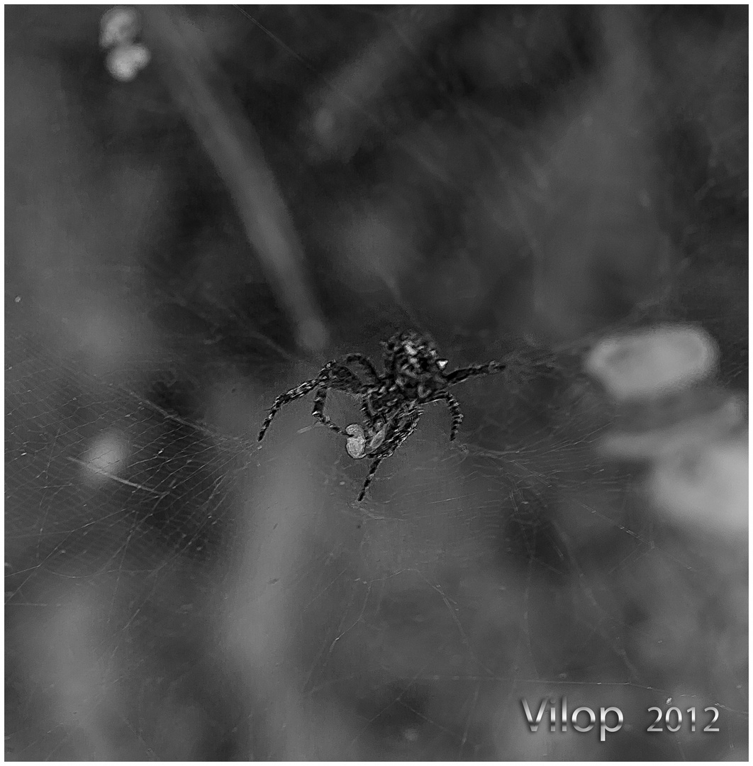 ARAÑA NEGRA