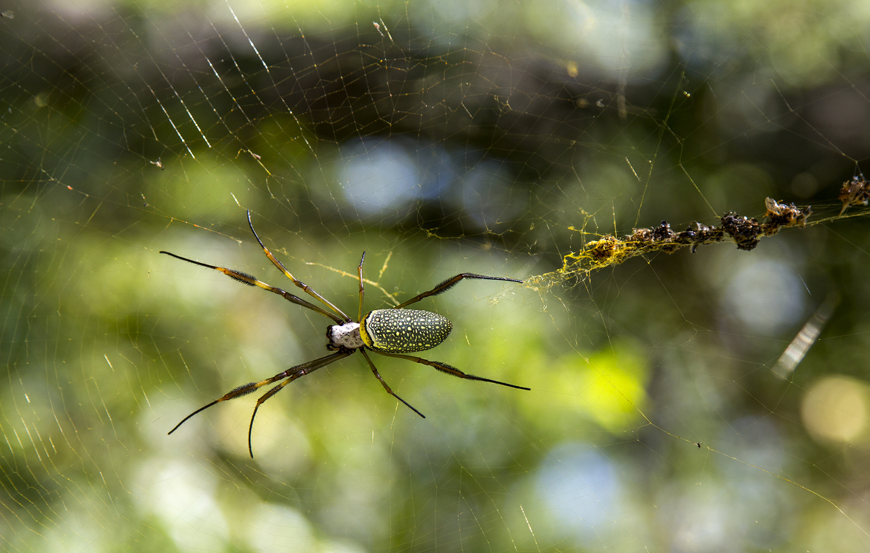 Araña Nephila clavipes